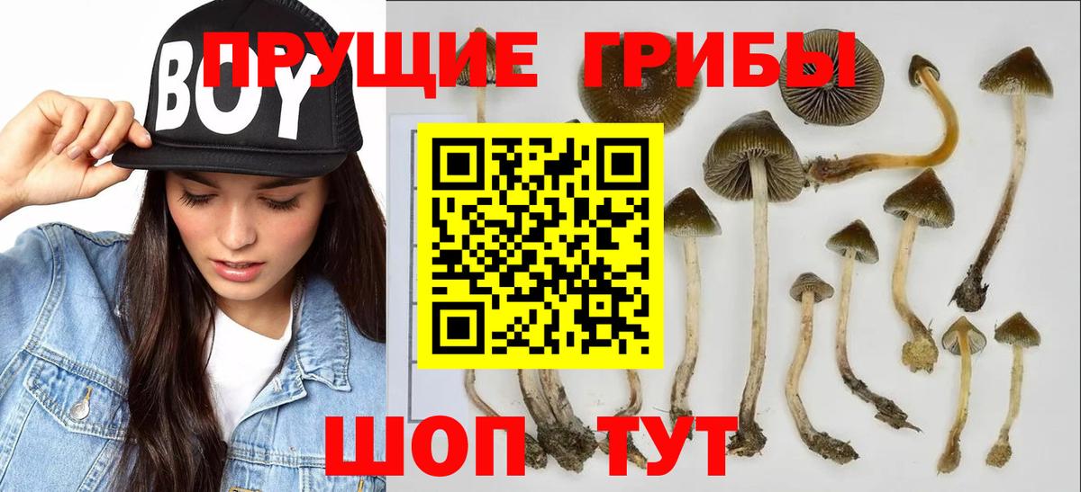Псилоцибиновые грибы мицелий Невинномысск